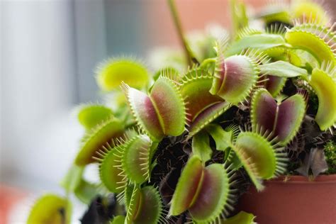 How To Grow And Care For Venus Flytrap Houseplants