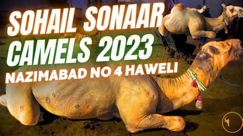 Nazimabad No Sohail Sonar Camels Mandi Ke Shoqeen Youtube