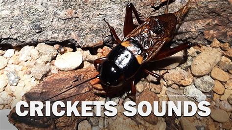 Crickets Sounds Two Male Crickets Chirp For 5 Hours At Night Youtube