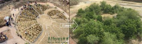 The Miyawaki Method For Creating Forests Creating Tomorrow S Forests Restoring Biodiversity