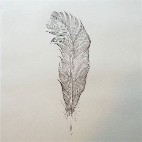 List Pictures Pictures Of Feathers To Draw Superb