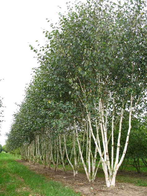 Mesteacăn cu scoarță albă Betula utilis Doorenbos de vânzare