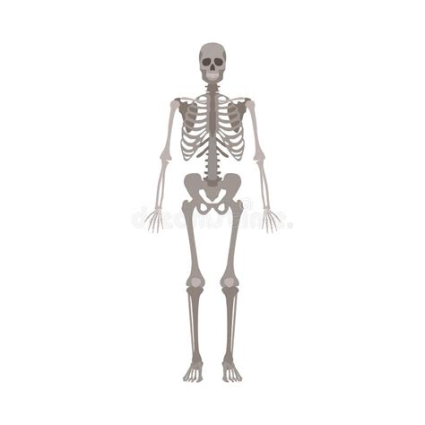 Human Skeleton Profile View Vector Illustration Isolated On A White