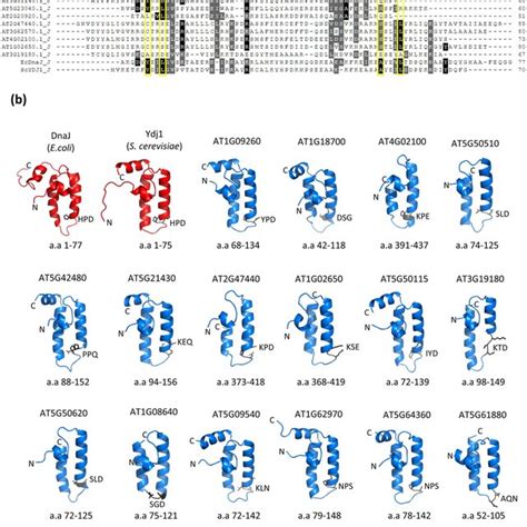 A Sequence Alignment Of Atjlds With J Domains Of Dnaj E Coli And