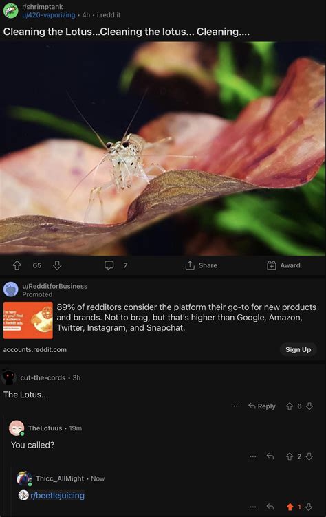 Cleaning The Lotus R Beetlejuicing Beetlejuicing Know Your Meme