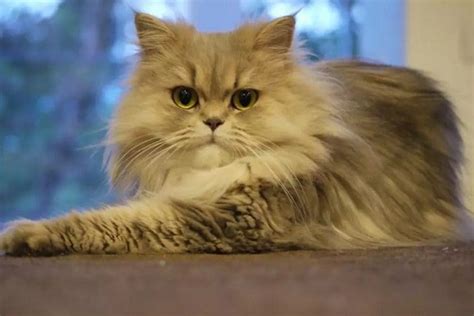 Persian Cat Breed Information And Characteristics