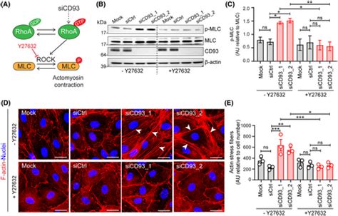 Cd Maintains Endothelial Barrier Function By Limiting The