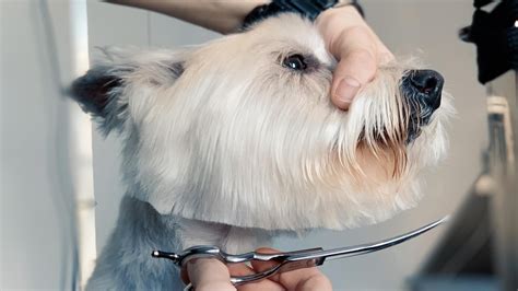 BASIC DOG GROOMING TIPS FOR GROOMING YOU DOG AT HOME