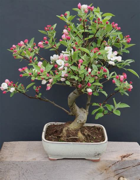 Tea Break Portrait Crab Apple Outdoor Bonsai The Tea Break Gardener