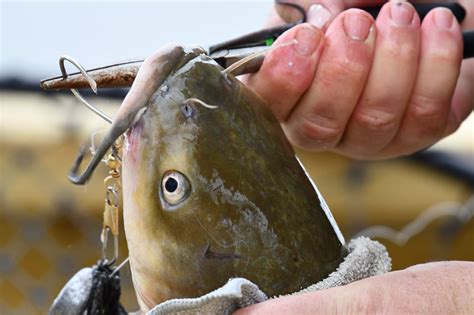 How To Fish In Ponds For Catfish Way Outdoors