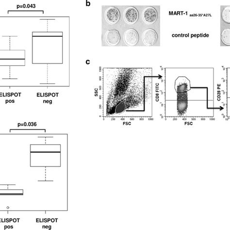 A High Percentage Of Cd8⁺cd28⁻ T Cells In The Bone Marrow Of Patients