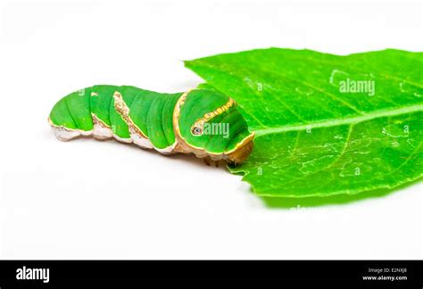 Green Caterpillar Eating Leaf Stock Photo - Alamy