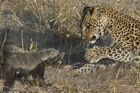 Leopard Attacks Honey Badger, Loses « strange behaviors