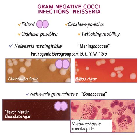 Neisseria Gram Stain