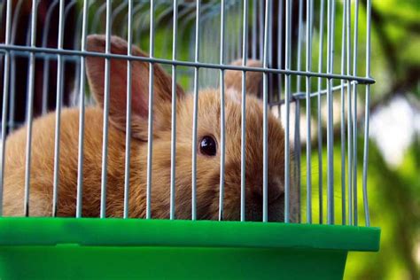 Cage pour lapin nain critères de choix