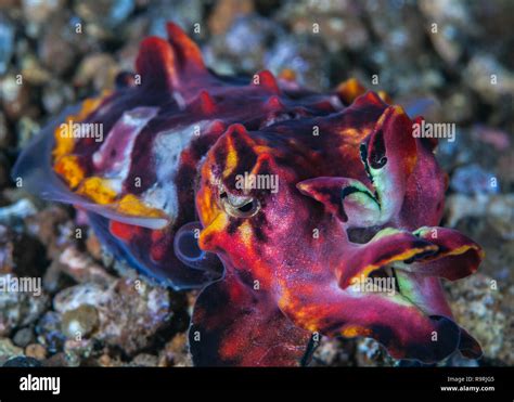 Supermacro Image Of Escaping Flamboyant Cuttlefish Metasepia Pfefferi