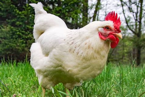 Biggest Chicken Breed