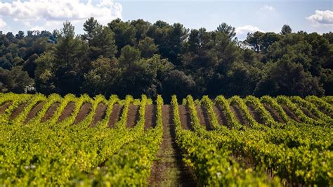 Maison Saint Aix Harvest AIX Rosé 2023 YouTube