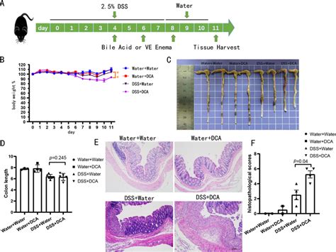 DCA Aggravated The DSS Induced Enteritis Model A C57BL 6 Mice Were