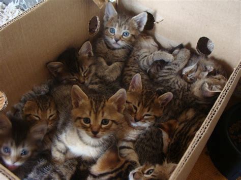 Box Of Kittens Aww