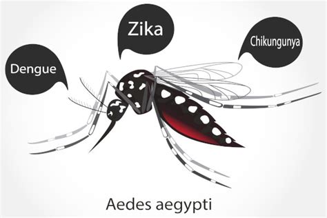 Aedes aegypti características doenças resumo Brasil Escola