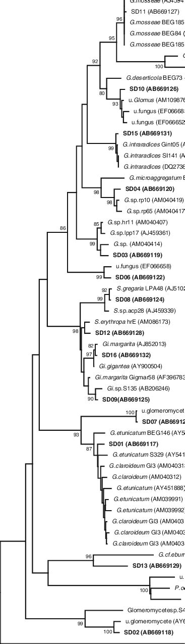 Neighbor Joining Tree Of Partial Lsu Rdna Sequences Obtained From