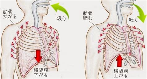 安部塾公式ブログ 身体操作指導者 安部吉孝 呼吸と肋骨の動き・横隔膜の動き