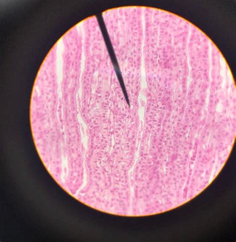 Histology Flashcards Quizlet