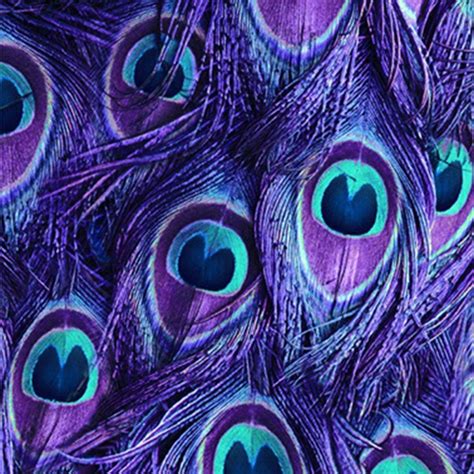 Proud As A Peacock Purple Feather Print Fabric End Of Bolt 58″x 4445