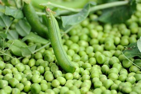 Premium Photo Fresh Green Peas Pod On A Background