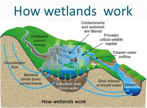 New Wetland Conservation Rules And Authorities