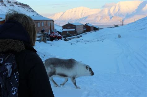 Spitzbergen Arktis Reiseberichte Highlights Und Tipps Spitzbergen