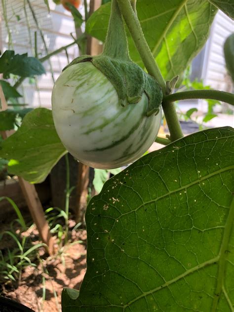 Green Eggplant Seeds, Round Eggplant, Golden Mountain Light Green Round Medium Eggplant, Round ...