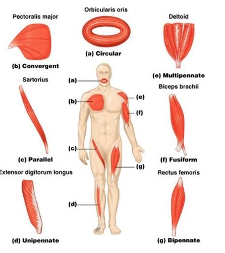 Anatomy 001 Chapter 11 Muscles Of The Body Flashcards Quizlet