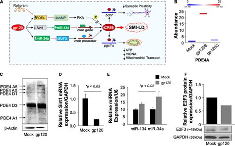 Frontiers Hiv 1 Gp120 Impairs Spatial Memory Through Cyclic Amp