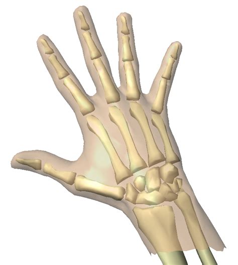 BJU Life Science 7 Hand Bones Diagram Quizlet