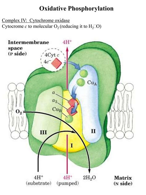 Ppt Oxidative Phosphorylation Powerpoint Presentation Free Download Id4588881