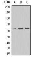 Anti P Cdh Aldh A Antibody Rabbit Anti Human Polyclonal Lsbio