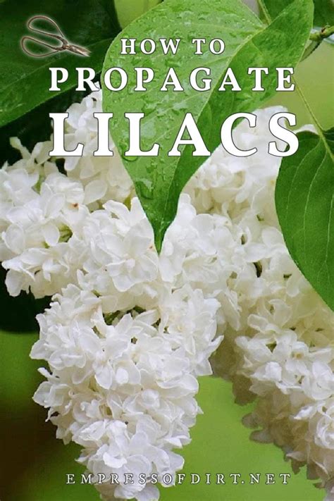 How To Propagate Lilacs Options For Home Gardeners