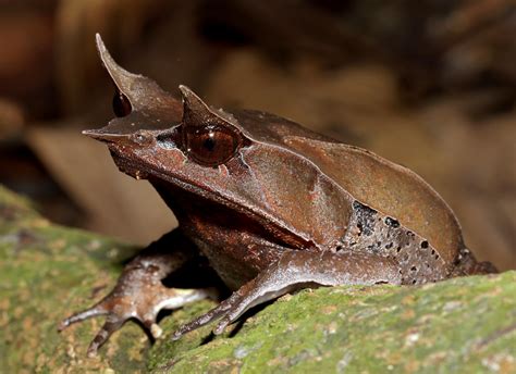 Malayan Horned Frog Megophrys Nasuta Near Kuala Lumpur Flickr