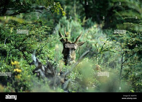 Male of Huemul Deer Stock Photo - Alamy