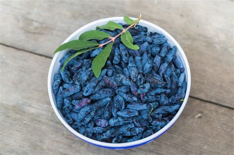 Fresh Blue Honeysuckle Also Known As Honey Berry A Background Of Blue