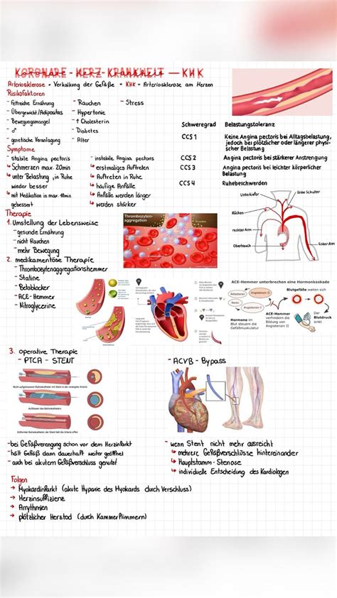 Herz Anatomie Physiologie Pathophysiologie Myokardinfarkt