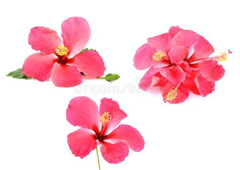 Flor Cor De Rosa Do Hibiscus Isolada No Fundo Branco Imagem De Stock