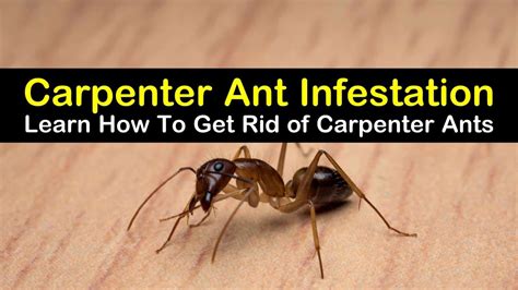 Carpenter Ant Infestation Learn How To Get Rid Of Carpenter Ants Kill