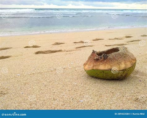 Coconuts by the beach stock photo. Image of shore, mudflat - 289433584