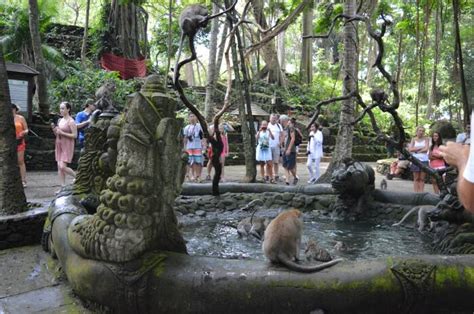 Temukan Keunikan Hutan Kera Di Bali Melalui Kunjungan Ke Monkey Forest