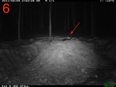 Striped Skunk Challenging Images Rows 3-4 | A Field Guide to Compost