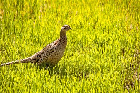 Female Pheasant in a Green Field with Wheat on a Sunny Day in Profile ...