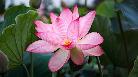 Picture Pink Color Flowers Lotus Flower Closeup 1920x1080